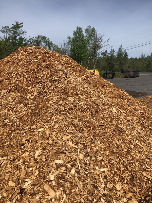 Cedar Chips